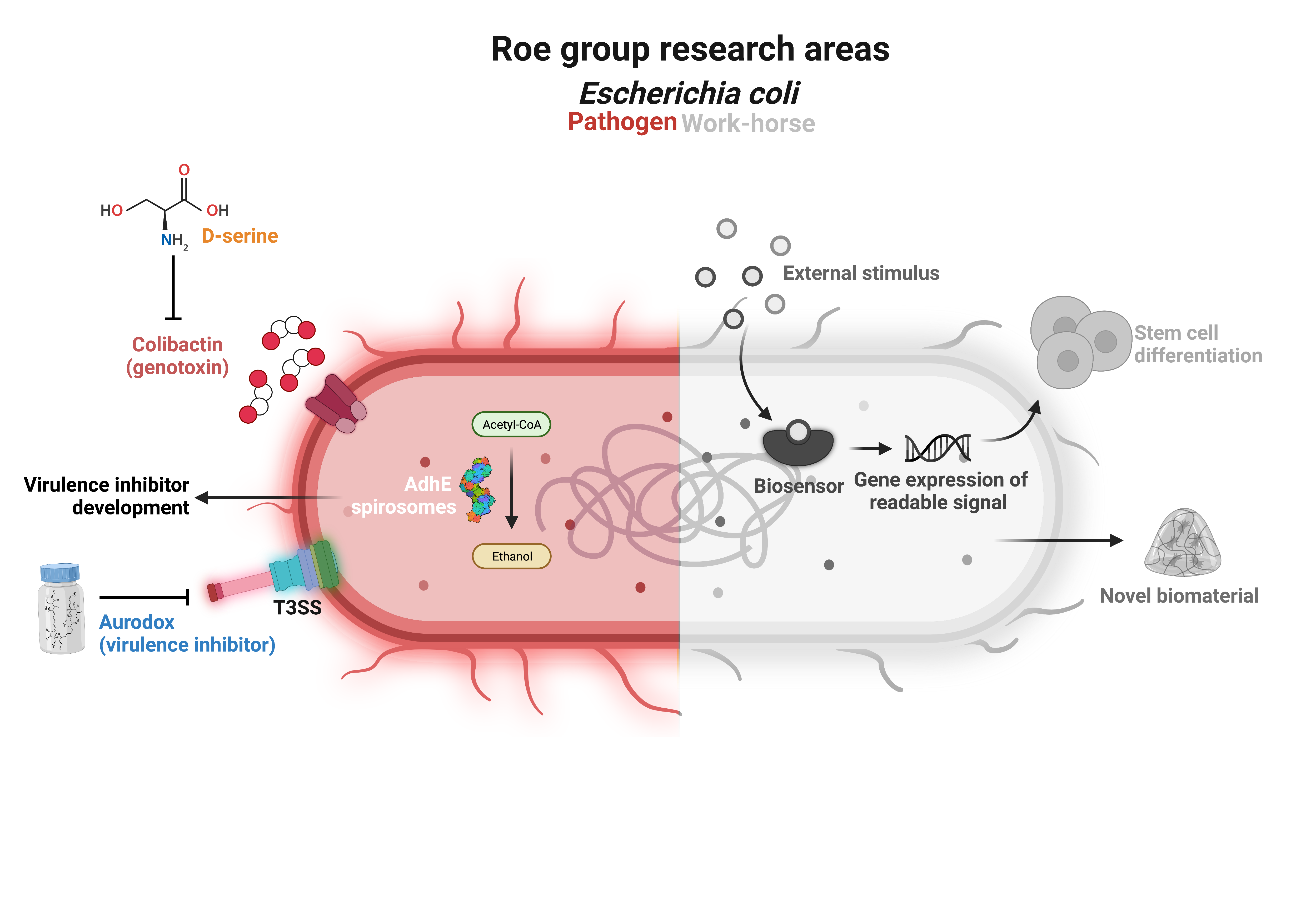 Image showing the research areas of the Roe group that focus on E.coli as a pathogen