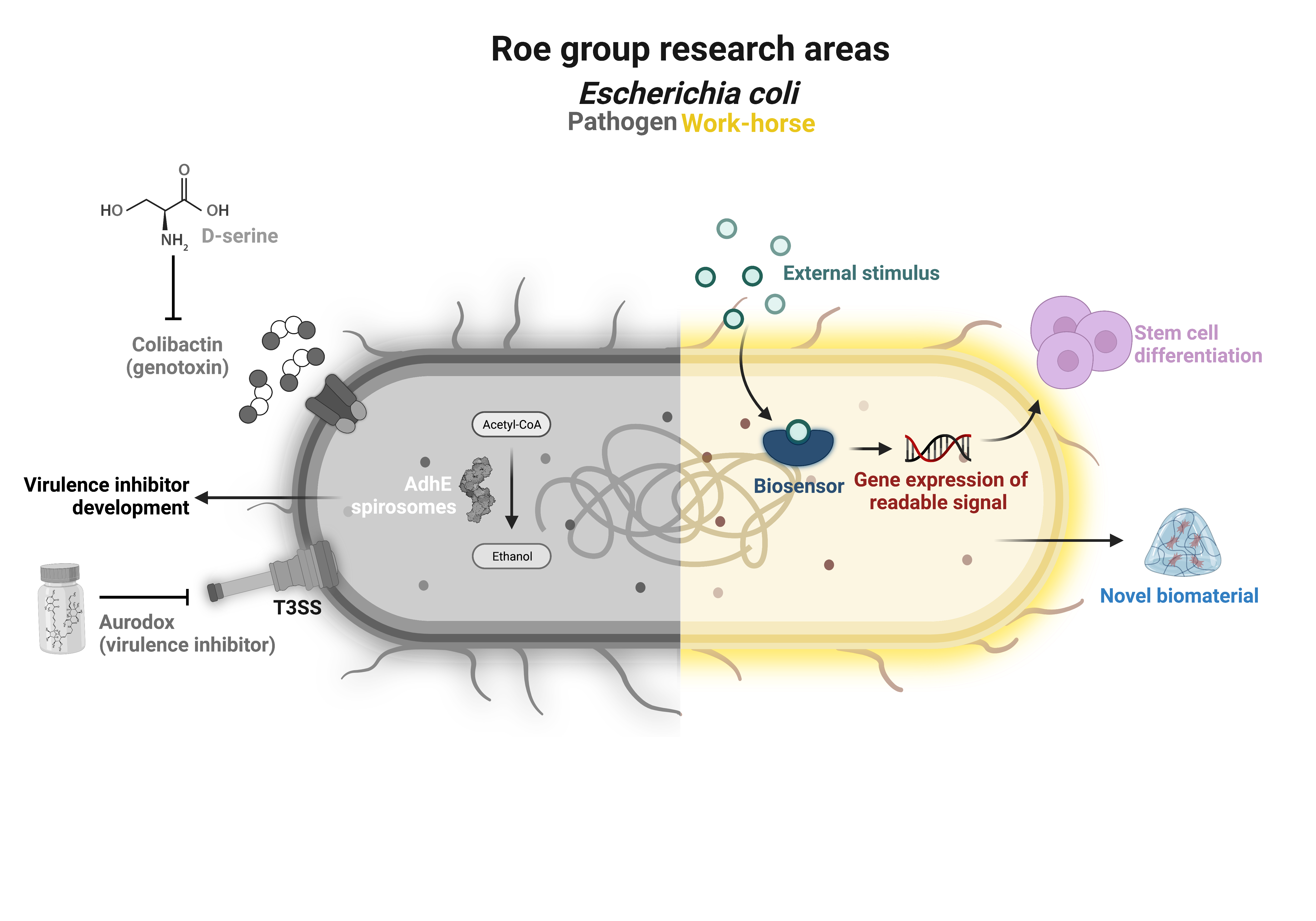 Image showing the research areas of the Roe group that focus on E.coli as a workhorse