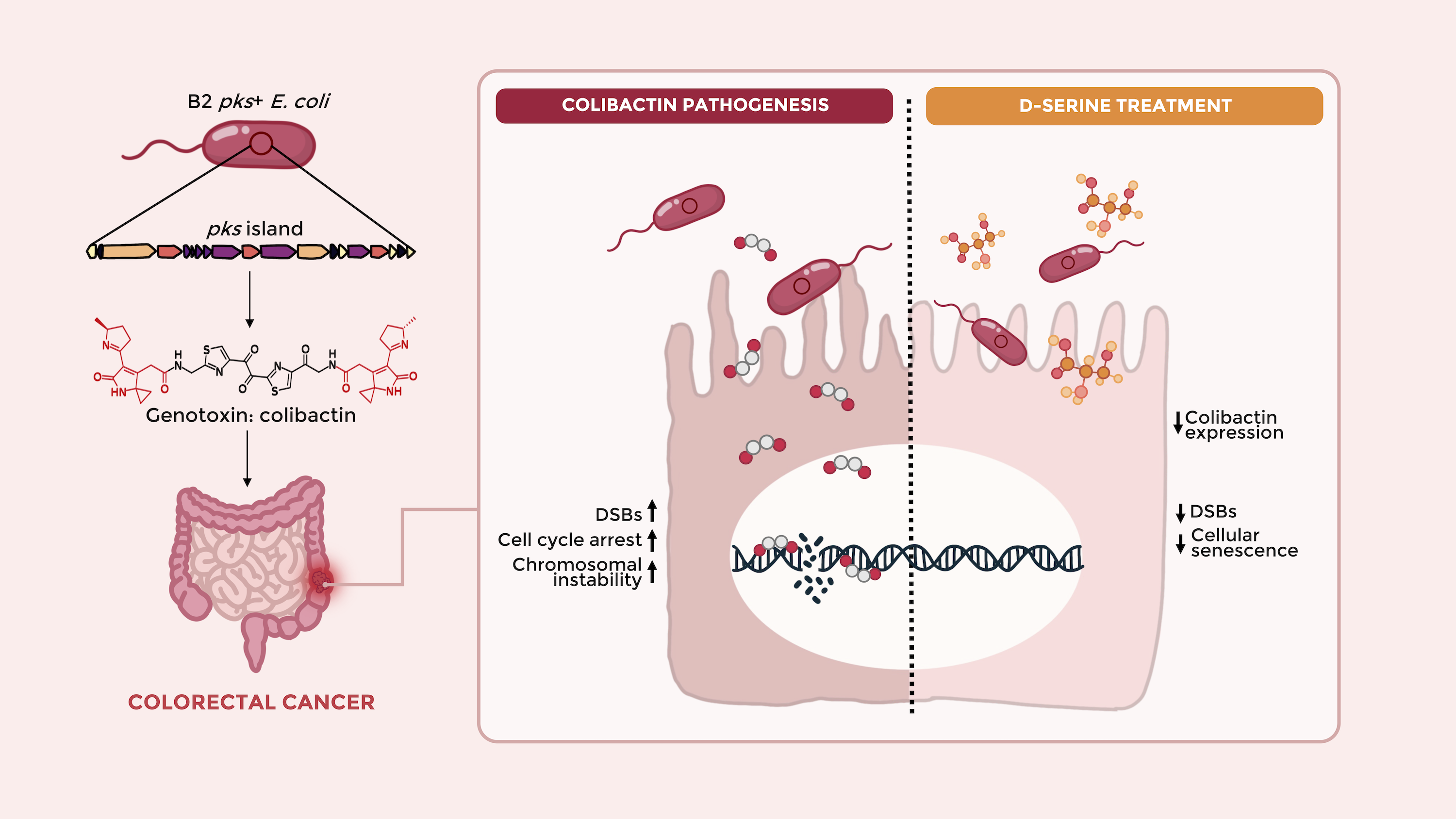 Colibactin graphical abstract