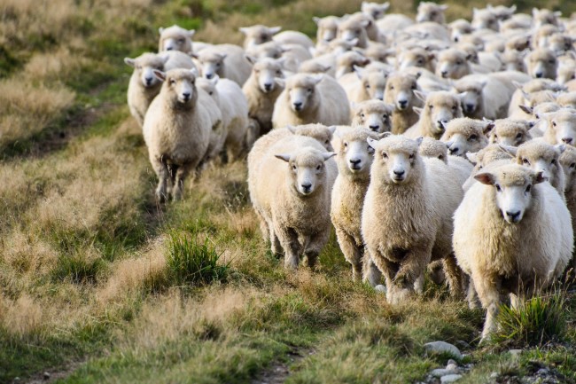Image of sheep outdoors on a farm