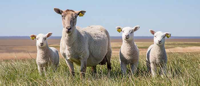 Image of female sheep and two lambs in a field