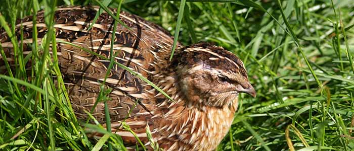 Image of nesting quail in grass