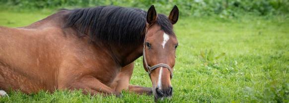 Image of a brown horse lying down in a field