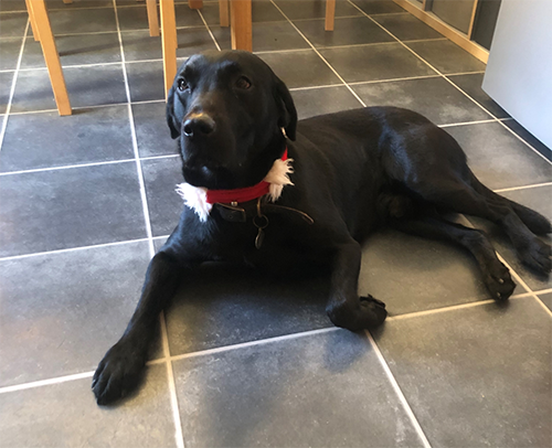 Image of a black labrador lying on kitchen tiles wearing a red therapy collar with padding