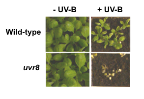 epub Bacteriophage Applications