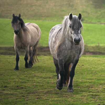 Horses (Permission granted)