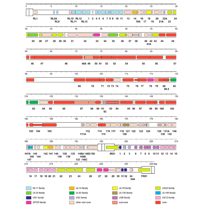 CMV genetic map