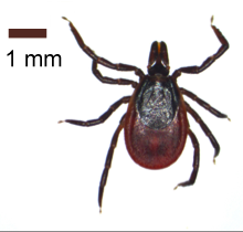 Deer tick (Ixodes ricinus)