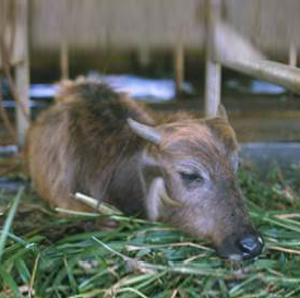 Cow