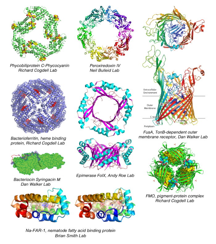protein structure research study