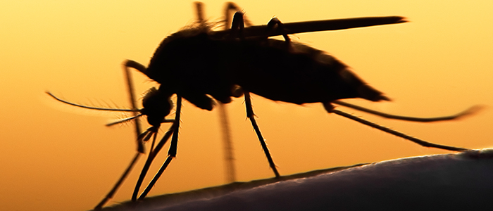 mosquito
