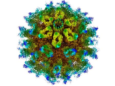 Calicivirus450