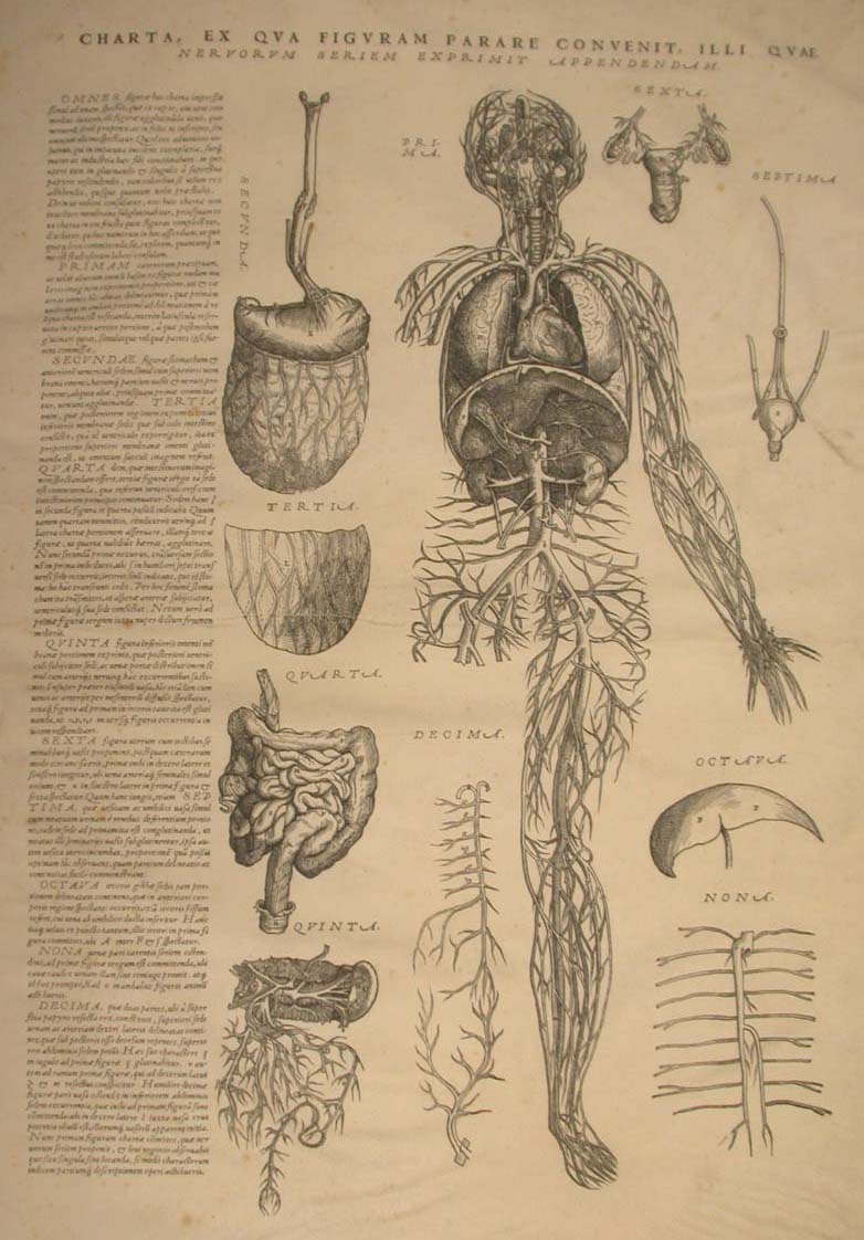 Andreas Vesalius | A.J. Defehrt After Andreas Vesalius Engraving On  Watermarked Laid Paper, 18th C., Anatomie, H 13'' W 8'' (18) | MutualArt
