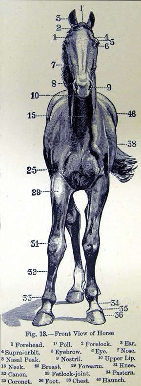 horse anatomy front view