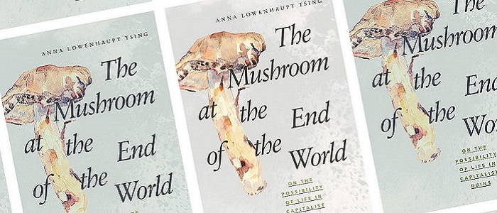 Image for The Mushroom at the End of the World: Book Group
