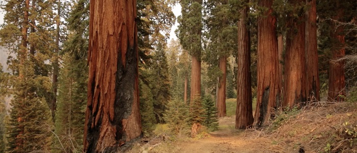 Image for Treeline