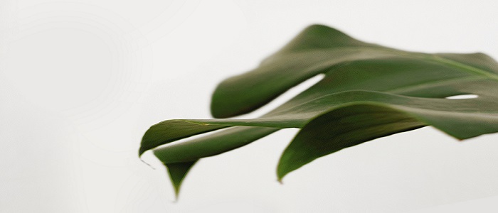 Image for Thus Spoke the Plant: Book Group 
