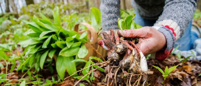 Image for Urban Foraging at the Spring Fling