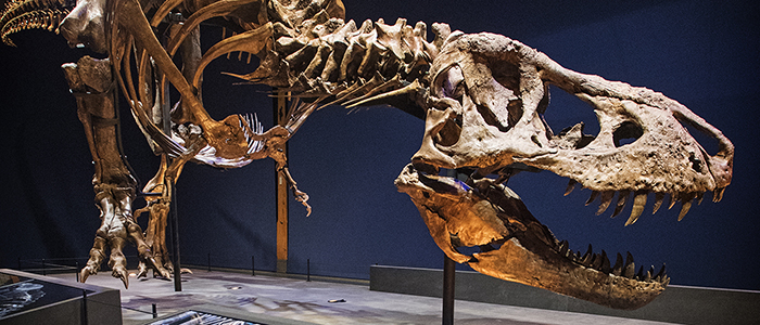 Image for T. rex in Town