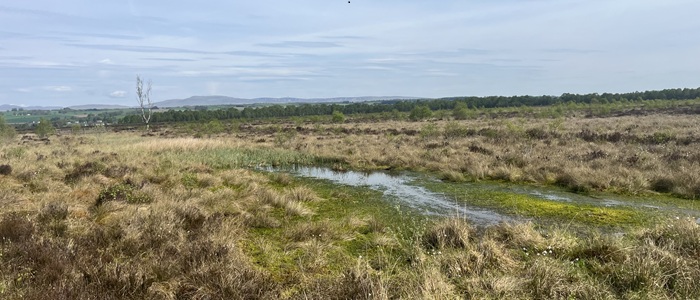 Image for Advancing a Just Transition for Scotland’s Peatlands