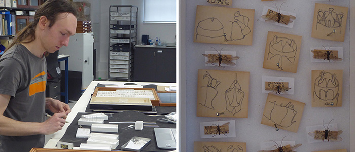 Image for Friday Focus - Aquatic Insects from 19th Century Ireland