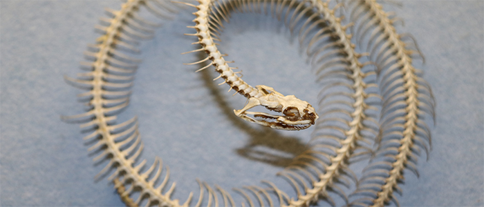 Image for Snake Summer: Cryptids and Lost Worlds!