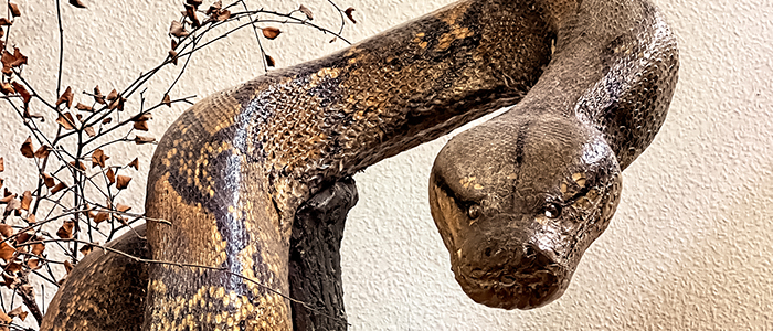 Image for Snake Summer: Sensational Stories and Firm Facts!